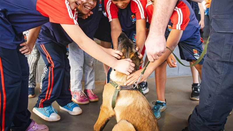 Thiago Baptista Martins - Economia - Cães da Guarda Municipal de Araras visitam o CAIC e 257 alunos conhecem Moana, Logan, Ranter e Akira, a golden treinada para terapia nas escolas